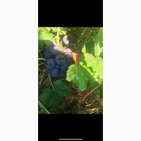 Продам столовый виноград разных сортов оптом в Одесской области, с. Владычень