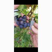Продам столовый виноград разных сортов оптом в Одесской области, с. Владычень