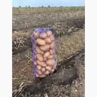 Продам картофель Бернина, средний размер