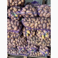 Продам картофель Бернина, средний размер