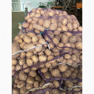 Продаю товарну картоплю Рівʼєра крупним оптом від 20 тон