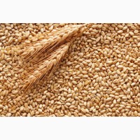 Купуємо пшеницю (2-й клас)