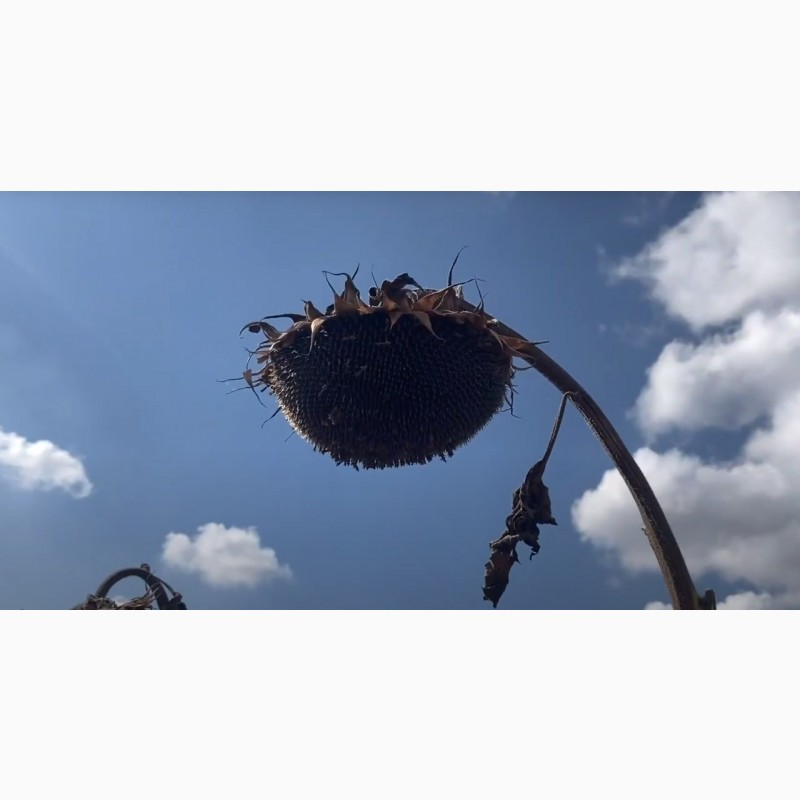 Фото 2. Насіння соняшнику Рекольд. Під гранстар. Для найтяжчих погодних умов