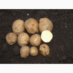 Голандська насіннева картопля, компанія Агріко Україна.