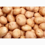 Продаем картофель всех популярных сортов на рынке Украины оптом