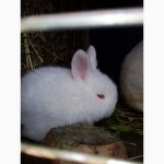 Кролики НЗБ Новозеландский белый