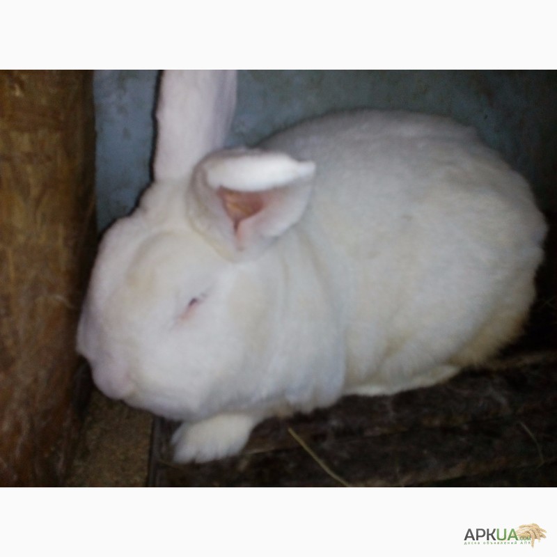 Фото 5. Кролики НЗБ Новозеландский белый