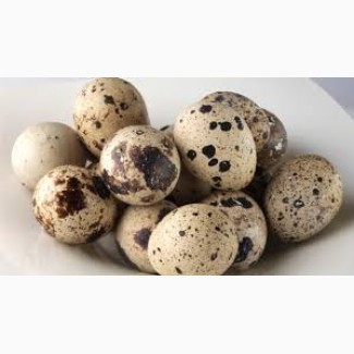 Продам инкубационное яйцо перепела техасского белого бройлерного