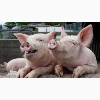 Закупаем свиней живым весом по хороший цене, Киевская обл