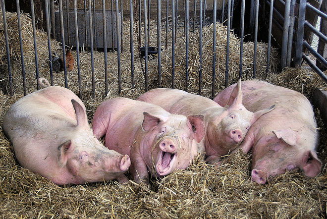 Фото 2. Закупаем свиней живым весом по хороший цене, Киевская обл