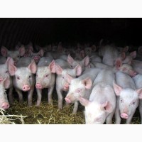 Закупаем свиней живым весом по хороший цене, Киевская обл