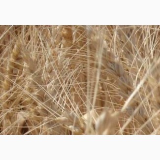 Озимая пшеница Ужинок элита и 1 репр