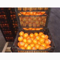 Продаем апельсины, мандарины