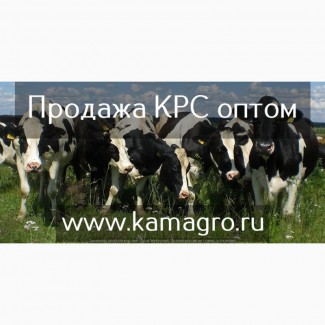 Крупно рогатый скот живым весом - Племенные нетели молочных и мясных пород по Казахстану