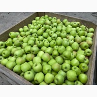 Оптовий продаж яблук з холодильника та складу
