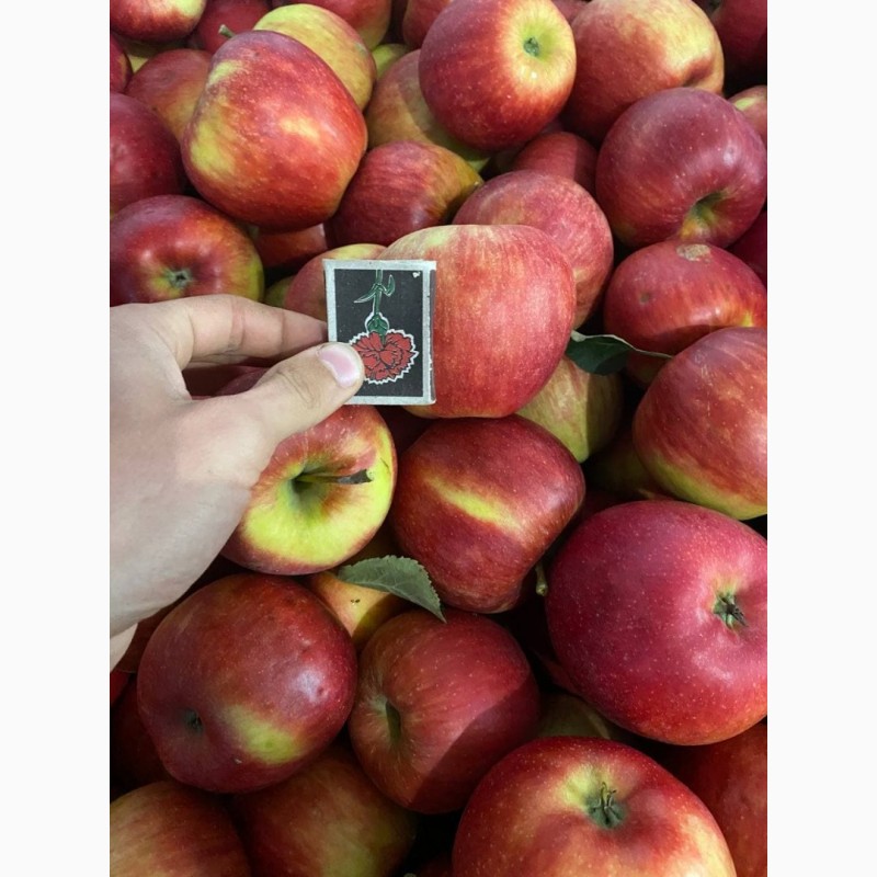 Фото 3. Оптовий продаж яблук з холодильника та складу