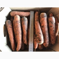Продам морковь сорта Морелия