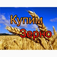 Закупляємо зерно пшениці 2-3кл. по Тернопільській області