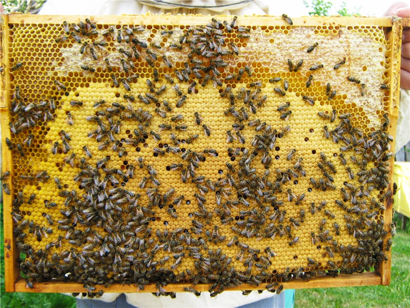 Фото 2. Принимаем заказы на пчелопакеты