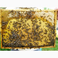 Принимаем заказы на пчелопакеты