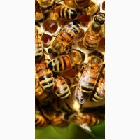 Продам бджолою пакети