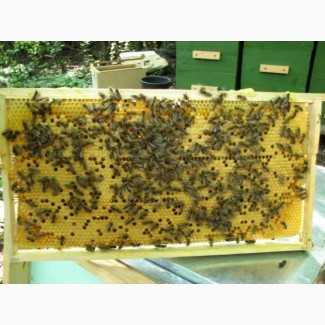 Пчелопакеты пчелы Карника на рамках Рута комплект 5 рамок