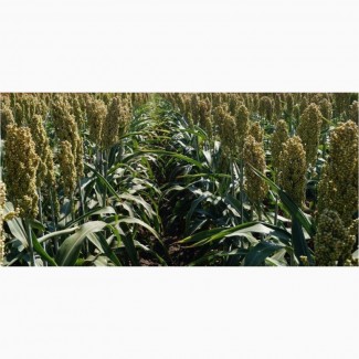 Насіння зернового сорго Кейто, 115-125 днів