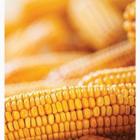 Насіння кукурудзи Кремінь 200 СВ, ФАО-210, урожай - 2023 р