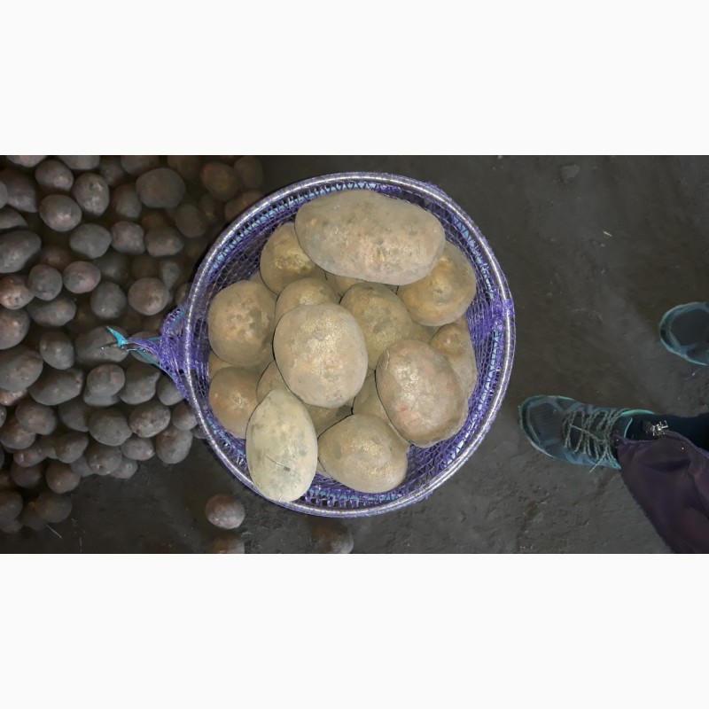 Фото 2. ТОВТРЕЙД IНВЕСТпродаёт украинский картофель, разных сортов.Работаем нал/безн.НДС