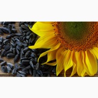 Виробник пропонує насіння соняшнику гібридів стійких до