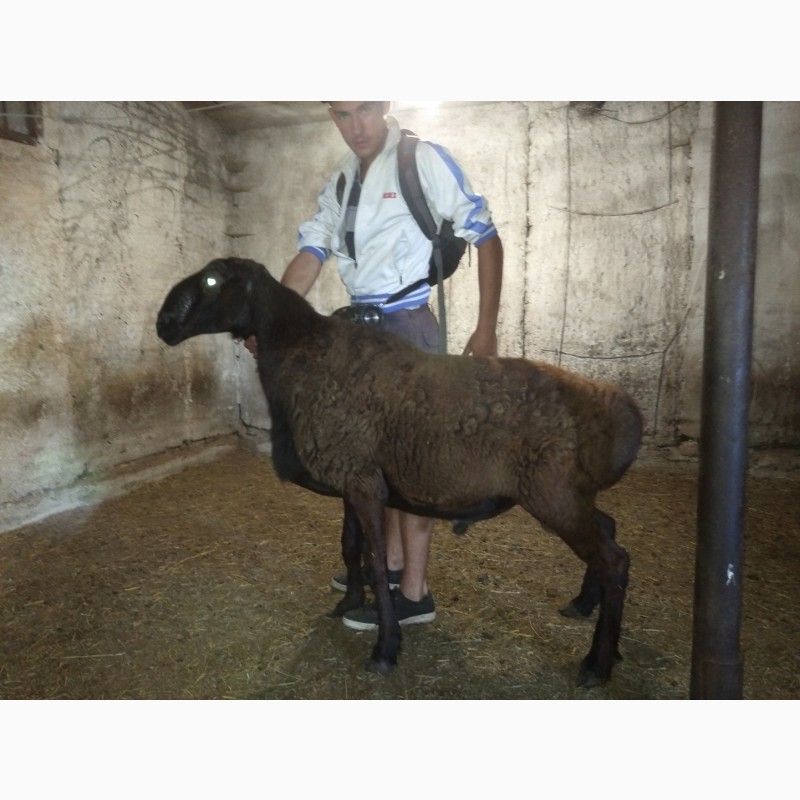 Фото 3. Продам отару овец