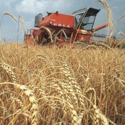 Фото 3. Купим пшеницу с поля по територии Украины
