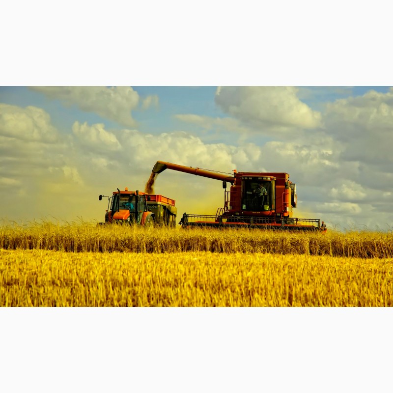 Фото 4. Купим пшеницу с поля по територии Украины