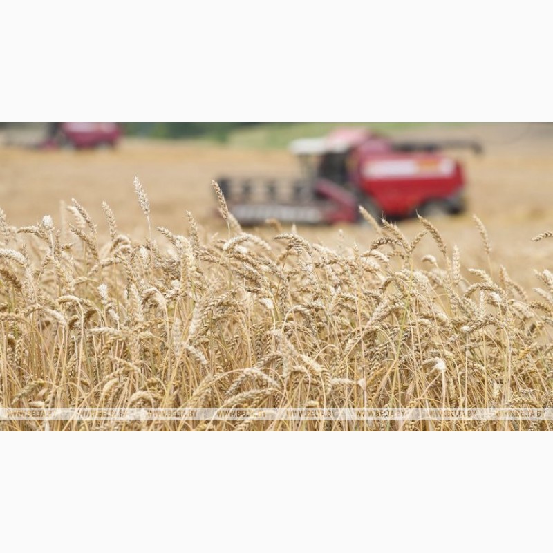 Фото 2. Купим пшеницу с поля по територии Украины