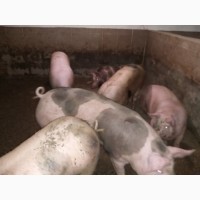 Продаю свині м#039;ясної породи