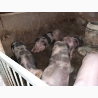 Продаю свині м#039;ясної породи