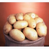 Семенной картофель. IPM Potato - элитные сорта картофеля из Голландии