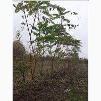 Айлант высочайший - медонос, китайский ясень саженцы купить украина, дерево