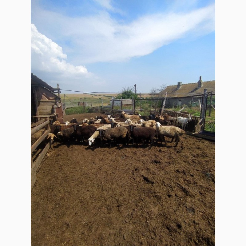 Фото 2. Продаются овцы курдючные, гиссары, эдильбаевские