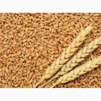 Куплю пшеницю фуражну та класову лише великі об#039;єми