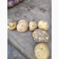 Продам картофель Ривьера