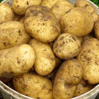 Продаємо товарну картоплю оптом, Полтавська область