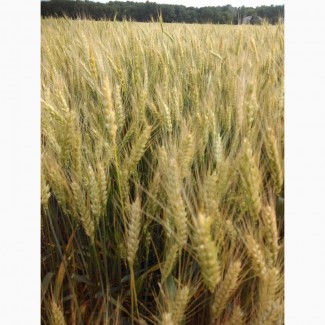 Насіння пшениці зарубіжної селекції СКАГЕН, ЮЛІЯ, ФЕЛІКС, КАТАРІНА, ЛЕММІ