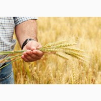 Продам пшеницю фураж 300 тонн, Харківська обл, Богодухів