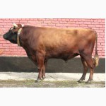 Продам бычка красной степной породы. вес 450 кг