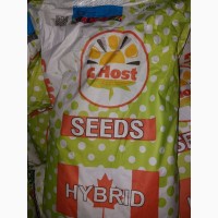 Продам гібрид кукурузи G HOST