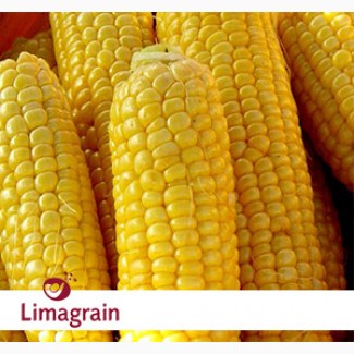 Продам кукурузу ЛГ 2244 (LG 22.44)