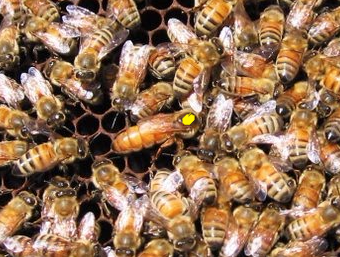 Фото 4. Неплодные пчеломатки, неплодки, пчелиные матки