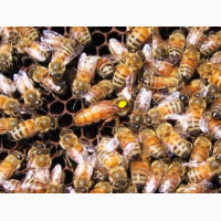 Неплодные пчеломатки, неплодки, пчелиные матки