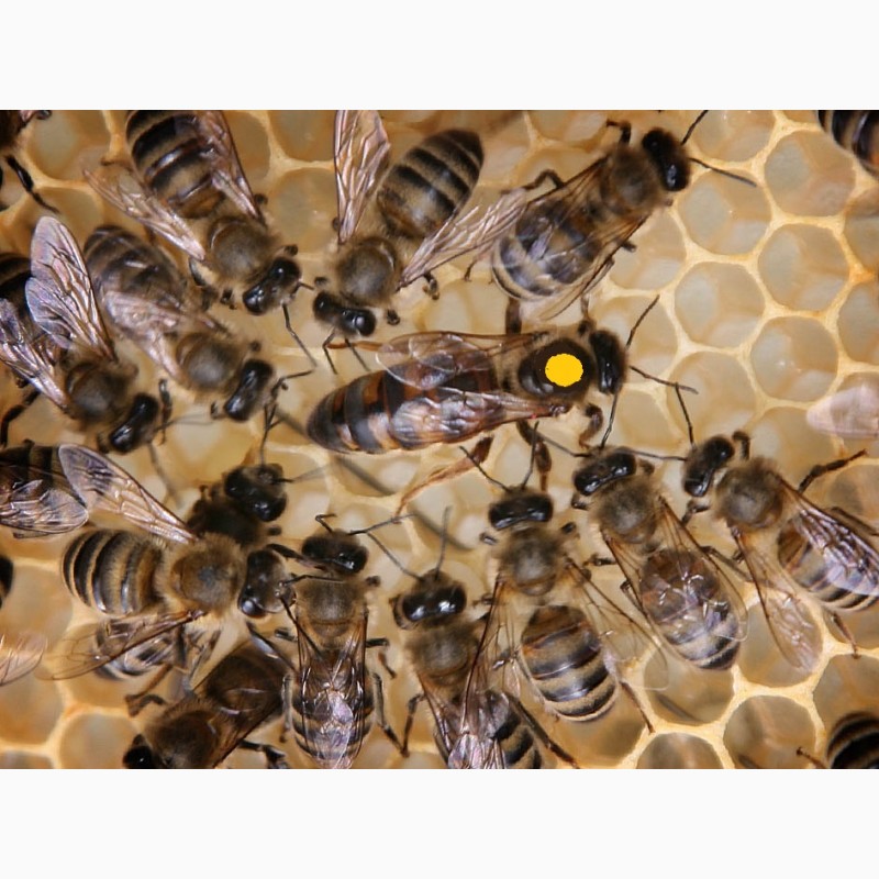 Фото 5. Неплодные пчеломатки, неплодки, пчелиные матки